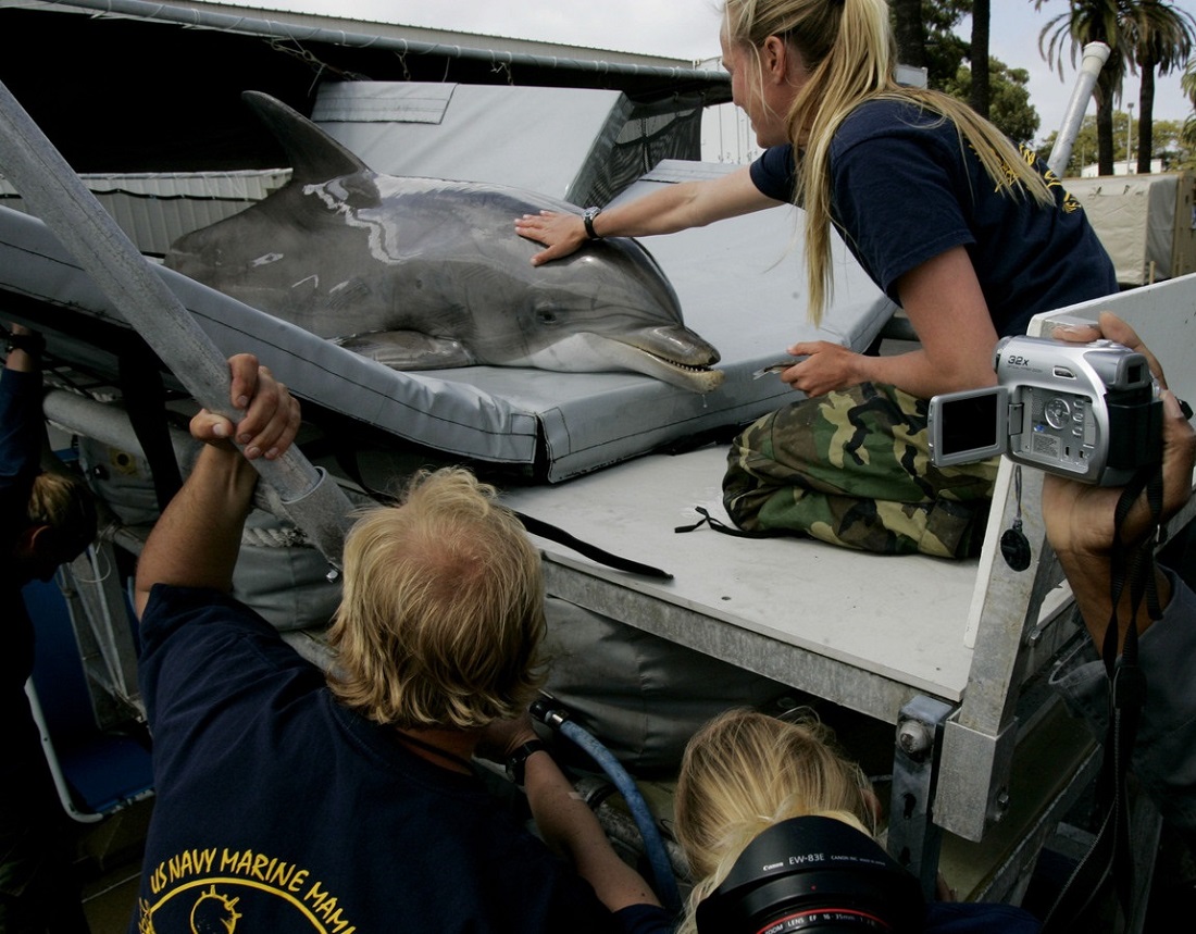 Russia deploys military-trained dolphins at the Black Sea to protect ...